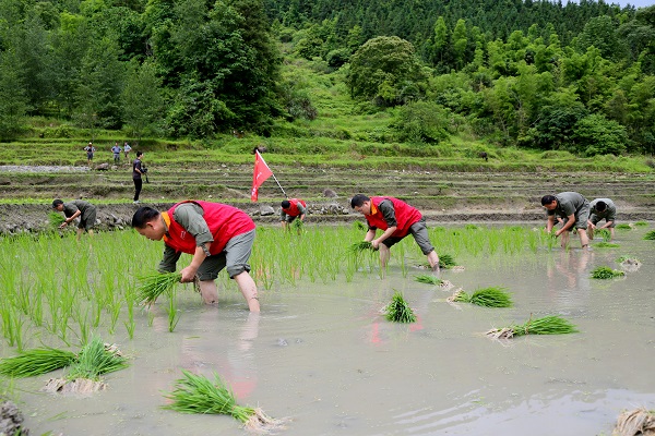 國(guó)網(wǎng)樂(lè)安縣供電公司“黨建+扶貧”黨員助耕到田頭