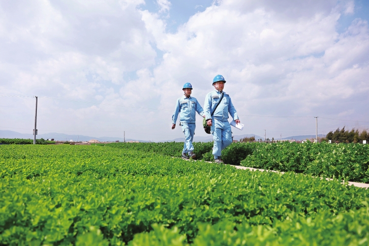 云南玉溪供電局組織黨員服務(wù)隊到田間地頭保障農(nóng)戶春灌用電