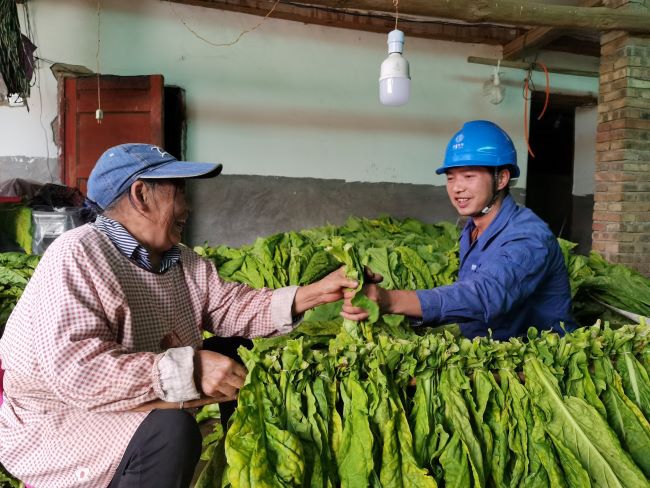 國網(wǎng)會理市供電公司傾情服務 “金葉”生產電無憂