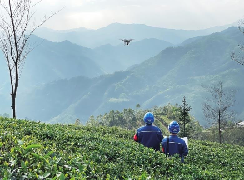 廣東清新供電局 滿(mǎn)格電讓高山茶變身“黃金葉”