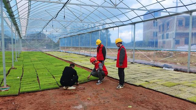 國網新田縣供電公司村網共建助力春耕生產