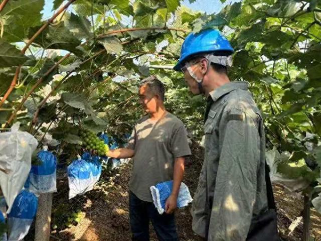 國網汝州市供電公司電力助豐收 葡萄滿園香