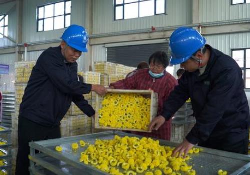 國網鞏義市供電公司“電”亮菊花烘干季 繪就金色致富夢